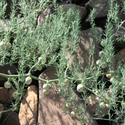 Asparagus brachyphyllus