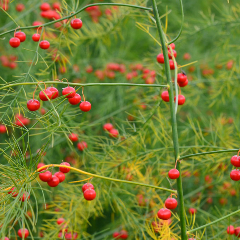 Asparagus officinalis