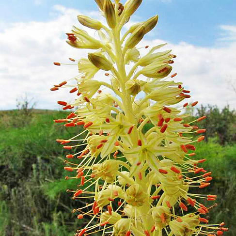 Eremurus altaicus