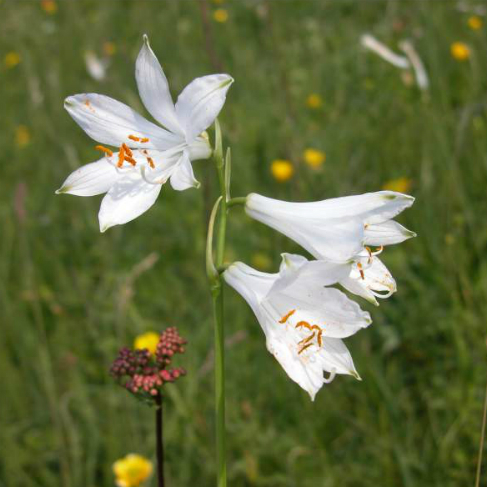 Paradisea liliastrum
