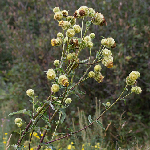 Alfredia cernua