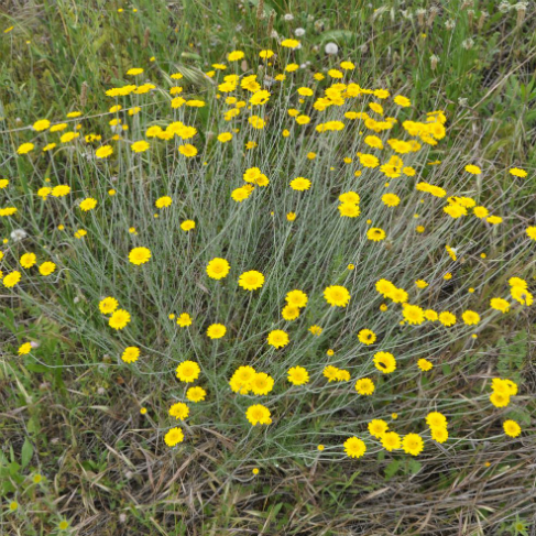 Anthemis tinctoria