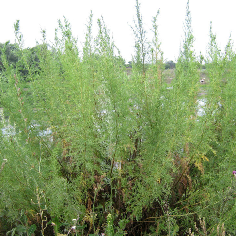 Artemisia abrotanum
