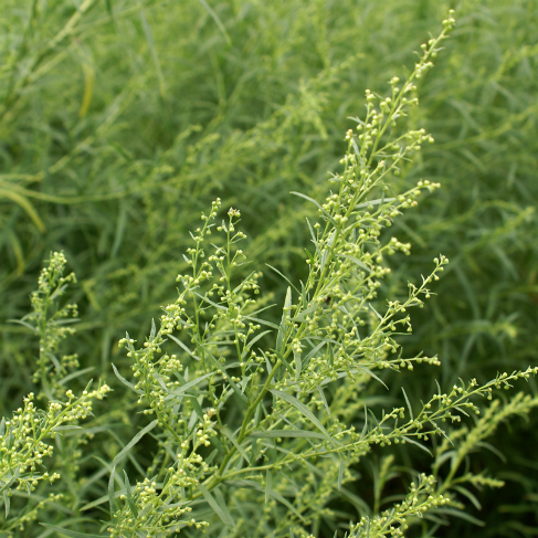Artemisia dracunculus