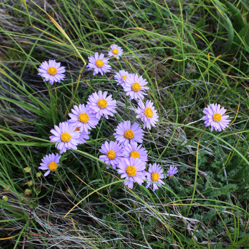 Aster alpinus