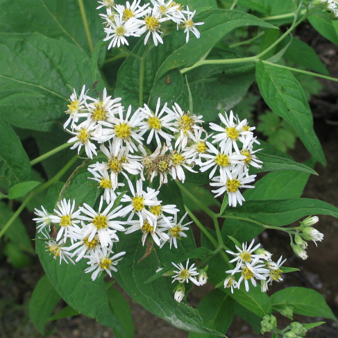Aster glehnii
