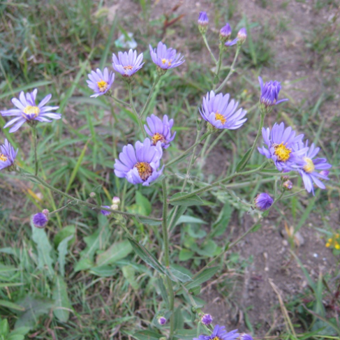 Aster spathulifolius