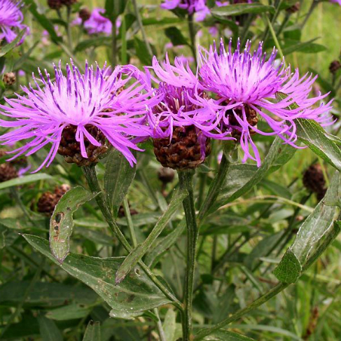 Centaurea jacea