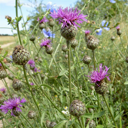 Centaurea scabiosa