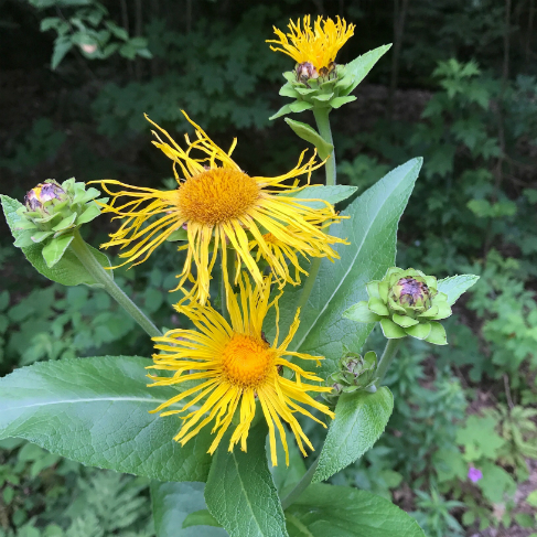 Inula helenium