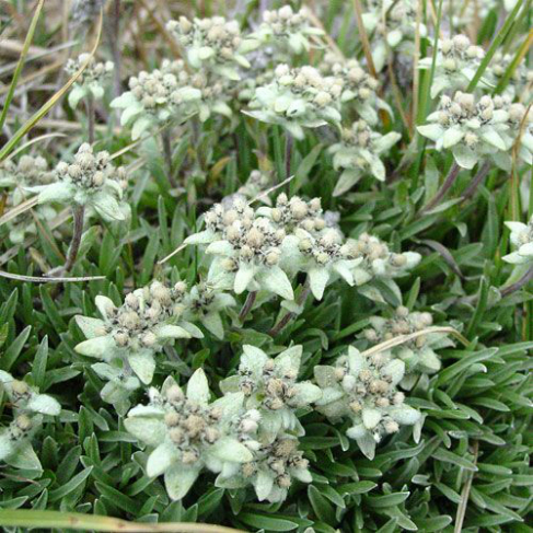 Leontopodium ochroleucum