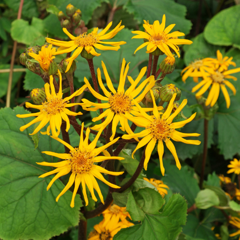 Ligularia dentata