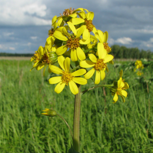 Ligularia glauca