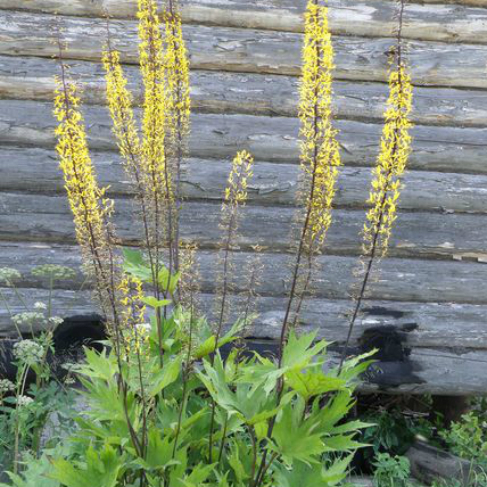 Ligularia przewalskii