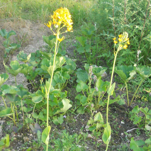 Ligularia schmidtii