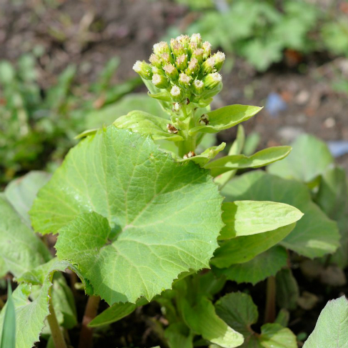 Petasites amplus