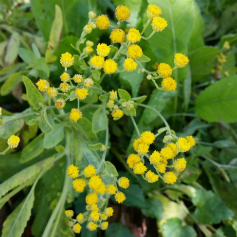 Pyrethrum balsamita