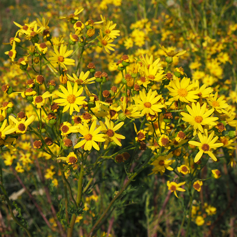 Senecio erucifolius