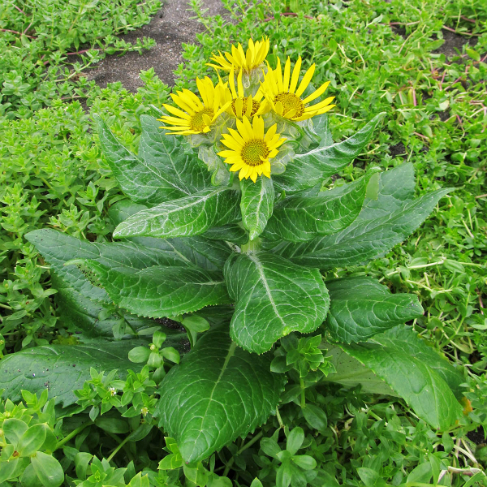 Senecio pseudoarnica