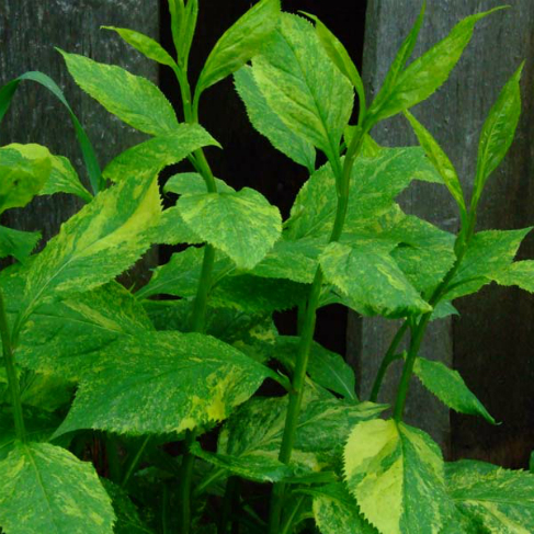 Solidago shortii