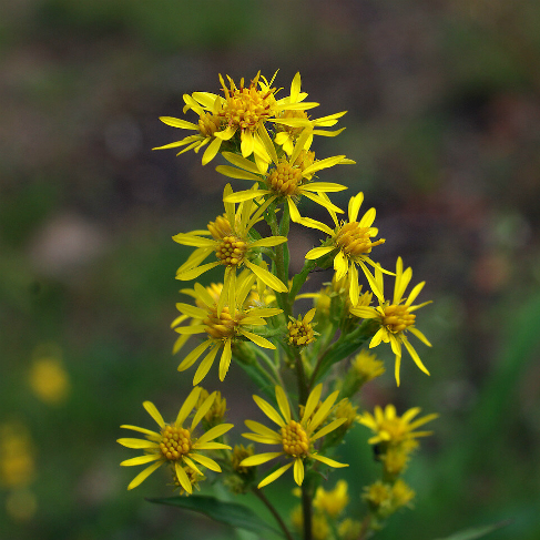 Solidago virgaurea ssp dahurica