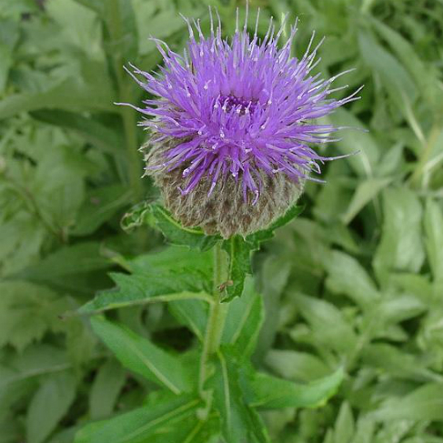 Stemmacantha carthamoides