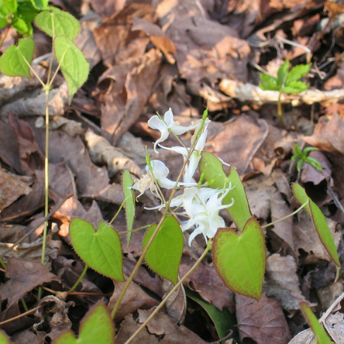 Epimedium koreanum