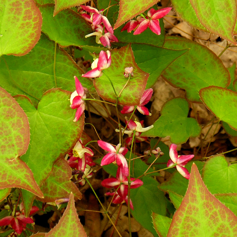 Epimedium rubrum