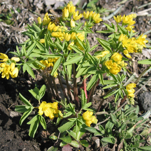 Gymnospermium altaicum