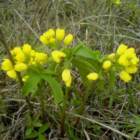 Gymnospermium odessanum