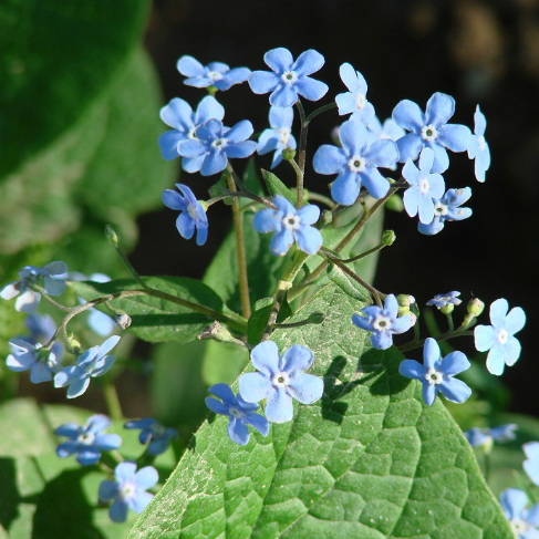 Brunnera sibirica