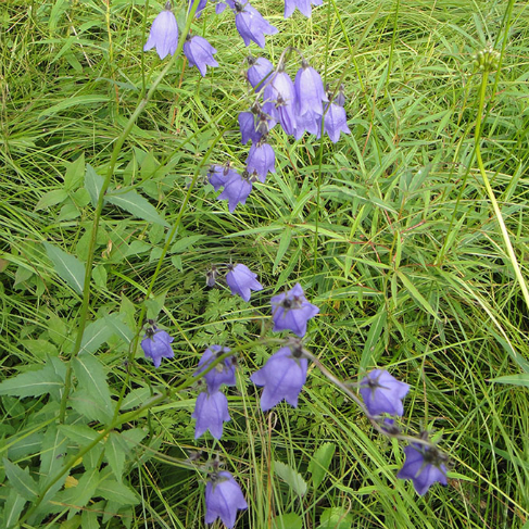 Adenophora tricuspidata