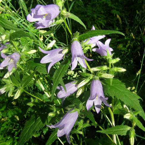 Campanula trachelium