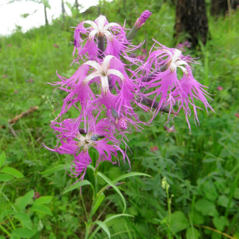 Dianthus superbus1