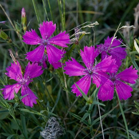 Dianthus versicolor