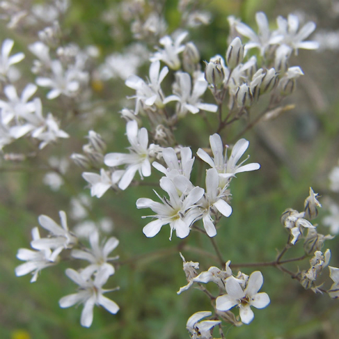 Gypsophila acutifolia