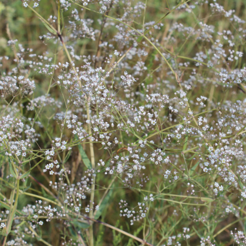 Gypsophila paniculata