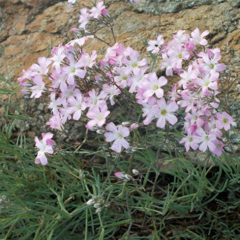 Gypsophila patrinii
