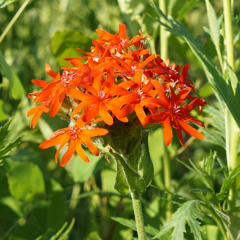 Lychnis chalcedonica