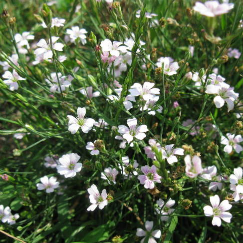 Petrorhagia saxifraga