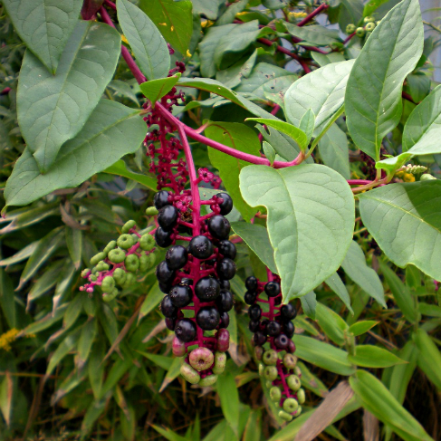 Phytolacea americana