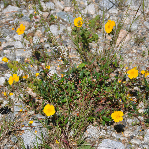 Helianthemum nummularium