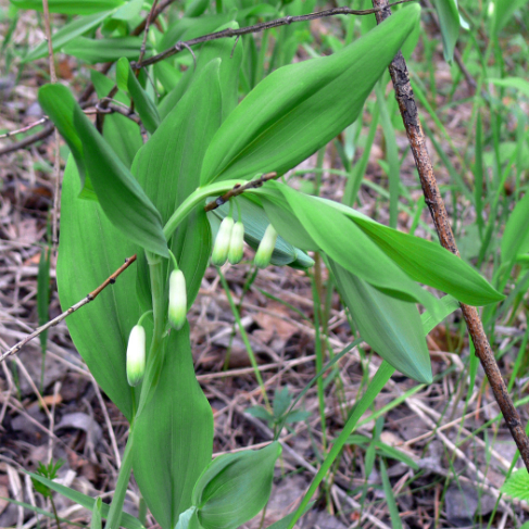 Polygonatum odoratum