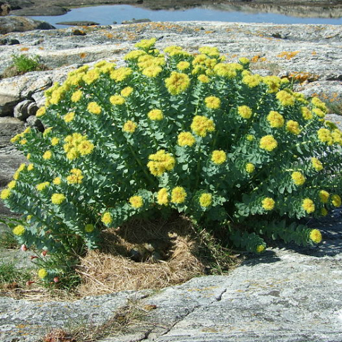 Rhodiola rosea