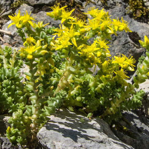 Sedum acre