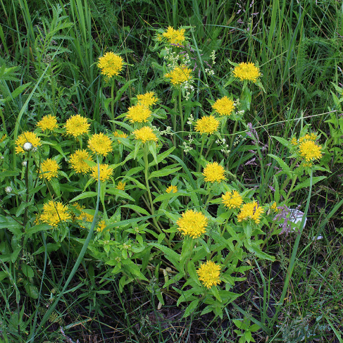 Sedum aizoon