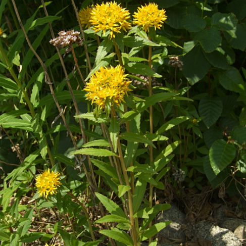 Sedum kamtschaticum