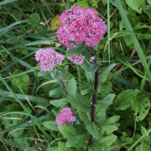 Sedum telephium