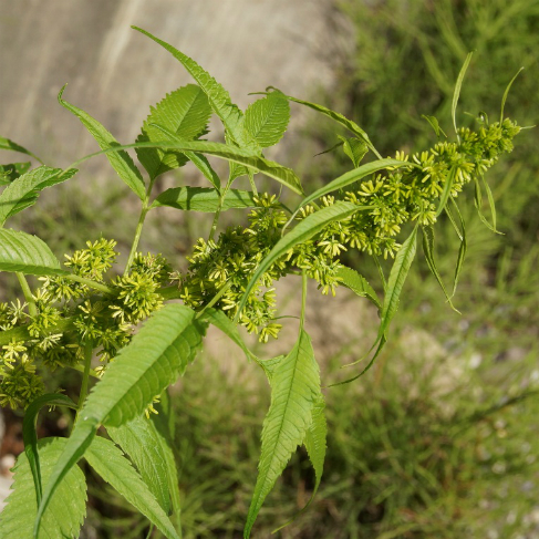 Datisca cannabina