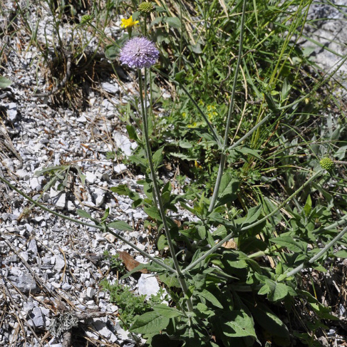 Knautia magnifica